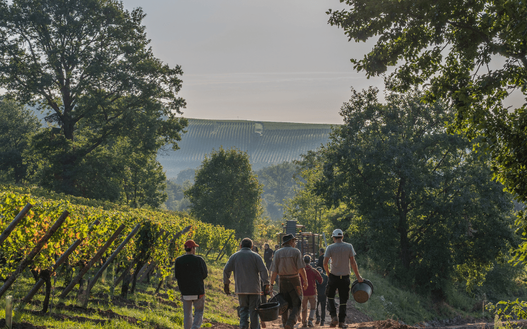 Millésime 2025 : Défi et course contre la montre