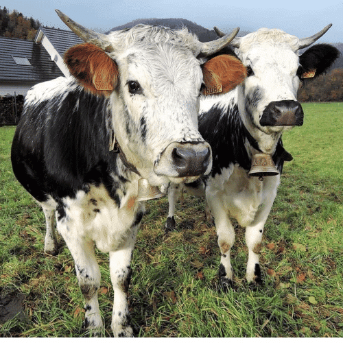 Vaches dans les pâturages près de la Ferme Auberge du Schafert dans les Vosges alsaciennes